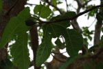DSC_0423.JPG