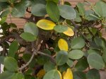 FICUS.jpg