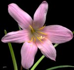 zephyranthes_grand_180603ua.jpg