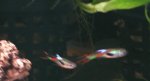 Peces 021.jpg
