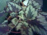 05-05-07 begonia rex.jpg