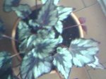 21-5-07begonia rex 1.jpg