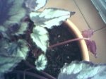 21-05-07_begonia rex tallo.jpg