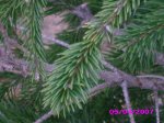 Rama de picea.jpg