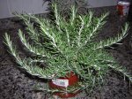 DSCN5273.jpg