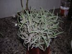 DSCN5274.jpg