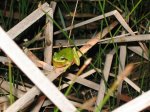 Hyla2.jpg