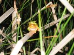 Hyla3.jpg
