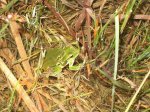 Amplexus.jpg