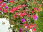 Portulaca.jpg