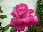 Rosa 10 en capullo..jpg