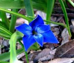 Tecophilaea_cyanocrocus_LP.jpg