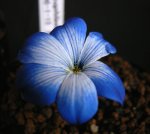 letter-P-18-01-Tecophilaea-cyanocrocus.jpg