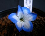 letter-P-18-01-Tecophilaea-cyanocrocus-Leichtlinii.jpg