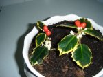 DSC01240.JPG
