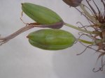 DSCN0730.JPG