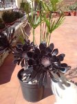 DSC00160.JPG