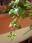 DSC00163.JPG