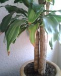 planta hojas.jpg