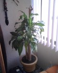 planta.jpg