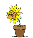 plantaestornudo.gif