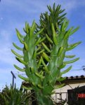 Cactus_1.jpg