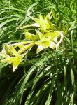 250px-Hemerocallis-thunbergii1web.jpg