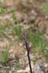 IMG_1152_p.jpg