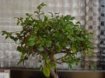 DSC04570.jpg
