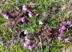Pedicularis.jpg