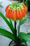 Clivia nobilis I.jpg