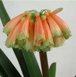 Clivia nobilis II.jpg