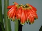 Clivia nobilis III.jpg