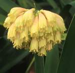 Yellow Clivia nobilis.jpg
