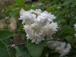 planta flor blanca 3 palomitos.jpg