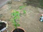 DSCN1176.jpg