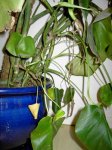Monstera1.jpg
