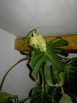 Monstera2.jpg