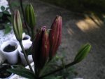 PHOT0487.jpg
