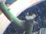 26-05-07_tronco 7.jpg