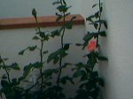 26-05-07_rosal 2.jpg