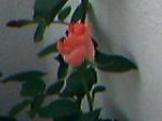 26-05-07_rosa 1.jpg