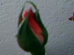 26-05-07_ capullo rosal.jpg