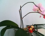 orquidea.jpg