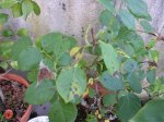 Fotos 078.jpg