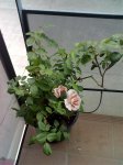 29-05-07_2010.jpg