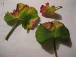 plantiviras 006.jpg
