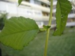 DSC03373.jpg