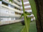 DSC03374.jpg