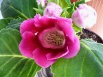 gloxinia 17mai07.jpg